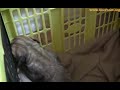 Bayo Boerboels pups Bleur 13 mei 2010
