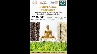 BUDDHA RICE / KALA NAMAK RICE CULTIVATION