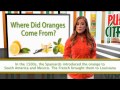 The Origin Of The Oranges In Our All Natural Air Fresheners