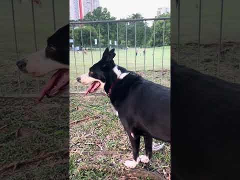 Oreo devuelta al parque Omar.                   3 de febrero de 2025