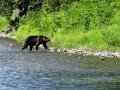 Видео Brown bear (Sakhalin)