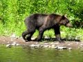 Video Brown bear (Sakhalin)