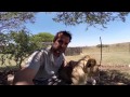 Lion Whisperer: What does a lion feel like?