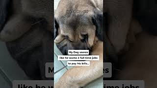 Hows Your Dog Snoring Extremely Loud?