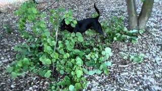 Roxy,Amstaff Cross Playing With A Tree