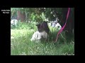 CATS vs DOGS ★ Mating FAIL COMPILATION 2014 (18+) - الحيوانات الجنس