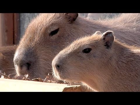 2月のカピバラ親子 - 埼玉県こども動物自然公園 -