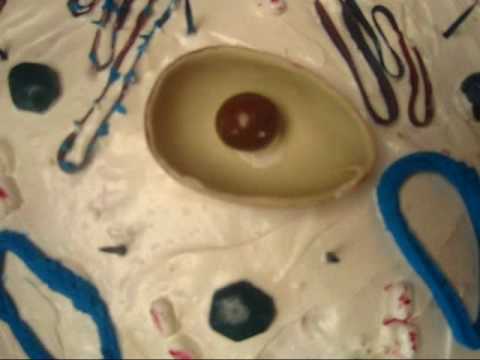 How To Make A Cell 3D model (cell cake) Grade 8 Science