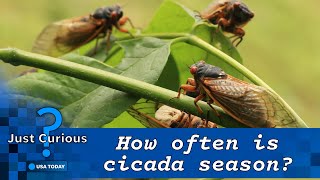 When Do Cicadas Come Out In 2024? What You Can Expect To See And Hear. | Just Curious