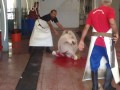 Shahnawaz Oont Camel Madina images Shahnawaz Oont Camel Madina