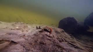 Fishup Flit 1.5