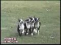 köpekler