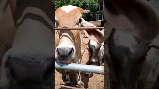 Un Beso De Vaca
