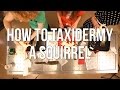 How to Taxidermy a Squirrel