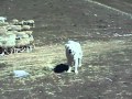 PASTORI ABRUZZESI ANCORA CON LE PECORE 2010