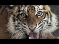 Caitlin T. People's Trust for Endangered Species