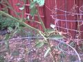 Red Beefsteak Heirloom Tomato (01Sept12)