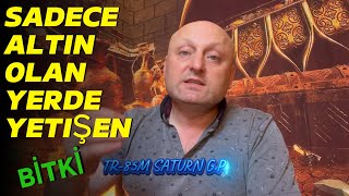 Altin Zengini Toprakta Yetişen Bitkinin 5 Şaşırtıcı Özelliği