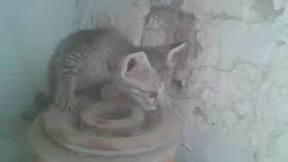 Hotdesi Bhabi Show Very Hot Seen
