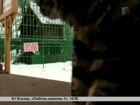 ловля рыбы на бобтейл ловля рыбы на бобтейл