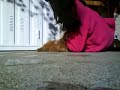 Perro vs. Dueña xD