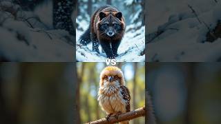 Wolverine Vs Kookaburra Capybara, Rac, Iguana, Honey Badger