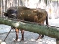 Видео Kyiv Zoo