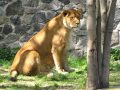 Video Kyiv Zoo