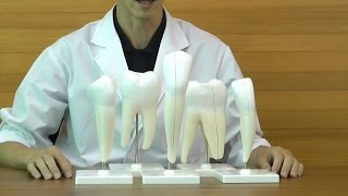 歯のシリーズ，8倍大モデルセット：動画