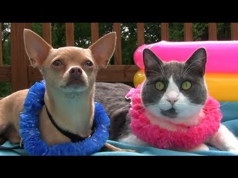 Tommy and Gracie's Pool Party