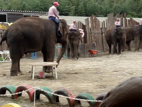 市原ぞうの国　ぞうさんショー　その４