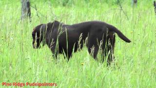 Pudelpointer Emma