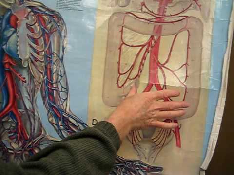 arteries and veins in arm. Arteries and Veins of the Arm