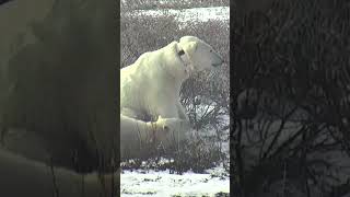 Do Collars On Polar Bears Fall Off?