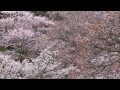 目千本桜