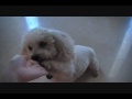 Dog Tricks Performed by Lucky the Adorable Poodle!