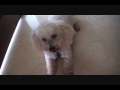 Doggy fun tricks performed by Lucky