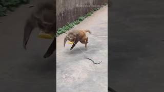 Snake Prank For Monkey Monkey Funny Video