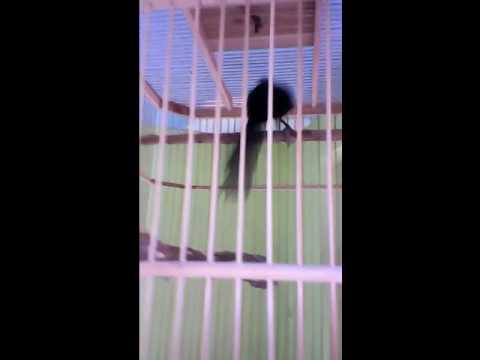 VIDEO : murai irian - burungwarna bulu hitam pekat bermata biru. ...