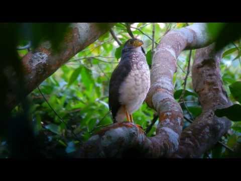 Header of Slaty-Backed Forest-Falcon