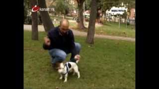 Jack Russell Terrier - Ev Köpekleri Eğitimi