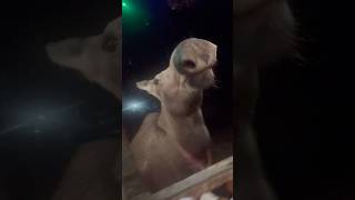 Соха - Проказница