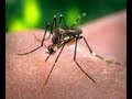 Watch India Watch India Tv special report on Dengue fever Part 4