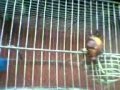 algunos de mis pajaros