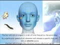 Tinnitus Treatment Solution & the Brain - Join Clinical Trail