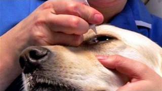 How To Give Eye Drops For Dogs