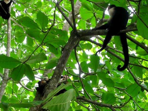 In the Manuel Antonio National Park in Quepos, Costa Rica we watch a troop of White faced Capuchin monkeys. One monkey (who scratches itself) makes a jump