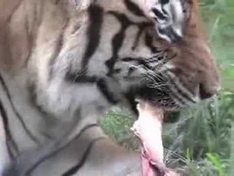 Tigers Jaw - Subscription Single Series #3 Tigers Jaw - Subscription Single Series #3
