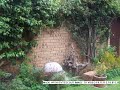 Video 3.0 Bedroom Retirement Home For Sale in Modimolle, Modimolle, South Africa for ZAR R 1 700 000