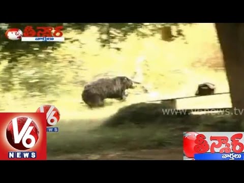 Bear attack on villagers at Warangal district - Teenmaar News...